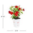 thumbnail image 3 of Island Blooms 1.5PT Red Mandevilla Live Annual Tropical Plant Sun, 3 of 6