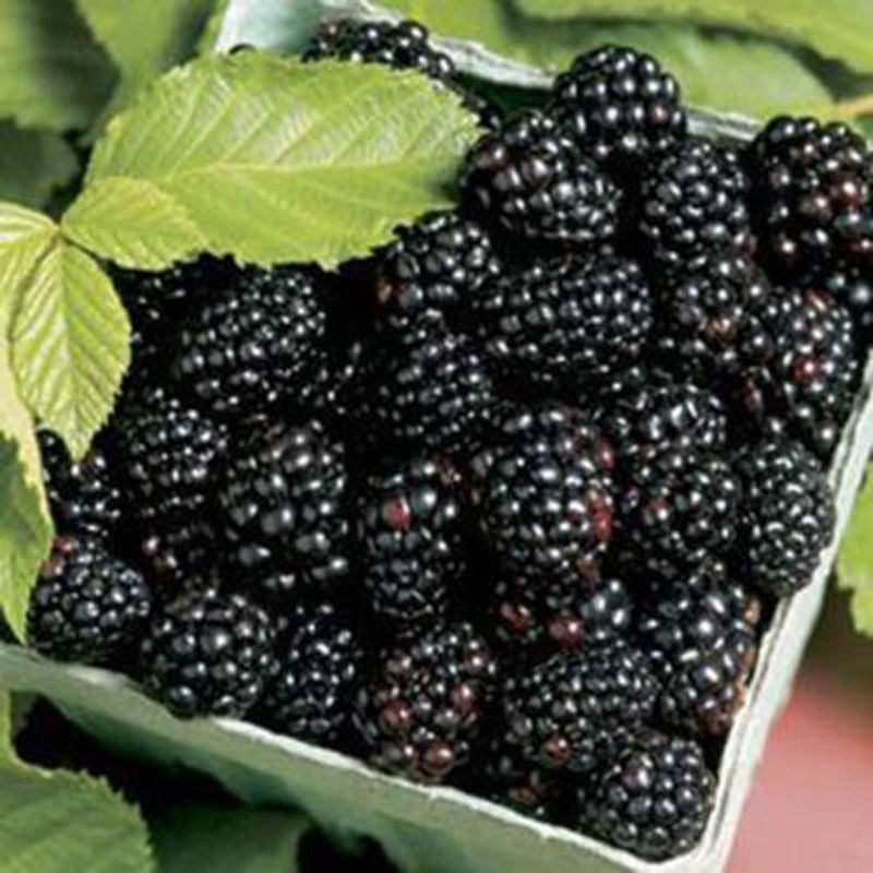 BlackBerry Seeds BlackBerry Seeds,KimcHisxXv 100Pcs BlackBerry Tree Seeds Nutritious Home Garden Bonsai Raspberry Fruit Plant