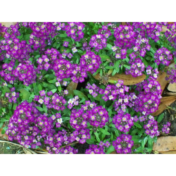 Seedville 100 Easter Bonnet Alyssum Flower Seeds