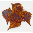 thumbnail image 3 of Real Leaf PENDANT BIRCH Dipped in Iridescent Copper Genuine Leaf, 3 of 3