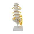 thumbnail image 3 of figatia Human Spine Model 31 cm Spine Display Stand for Education Tool Science Study, 3 of 9