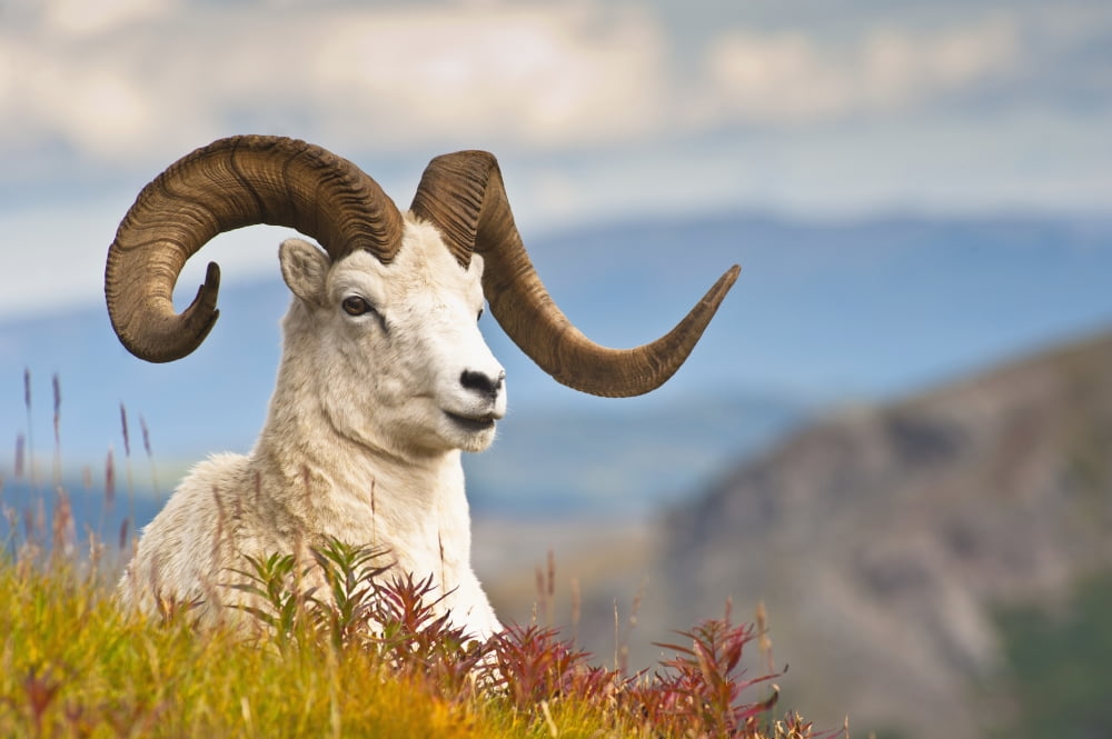 Adult Dall Sheep Ram Resting On A Hillside On Fall Tundra Near Savage ...