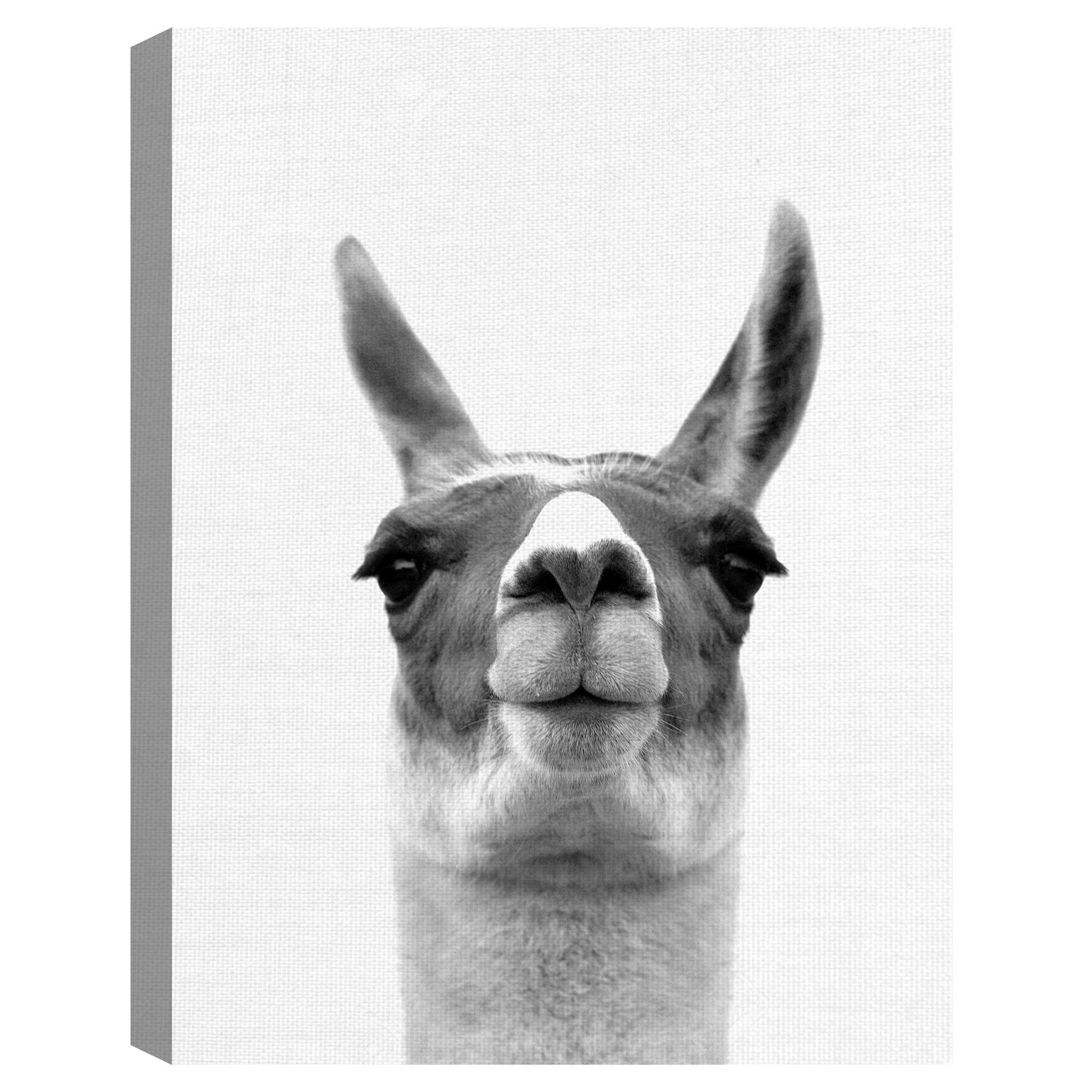 Masterpiece Art Gallery Listening Llama by Belle Maison Canvas Art Print 30" x 40"