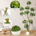 thumbnail image 2 of 7FT Umbrella Artificial Tree with White Planter Pot,Multi-Trunk Faux Umbrella Floor Plant with Natural Wood Trunks in White Decorative Planter,Natural Curved Trunk for Home Offices Porch Decor, 2 of 8