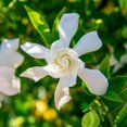 thumbnail image 6 of 1 gal. Frost Proof Gardenia - Fragrant White Blooms - Perfect Dwarf Accent for Any Landscape, 6 of 6