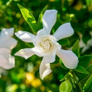 1 gal. Frost Proof Gardenia - Fragrant White Blooms - Perfect Dwarf Accent for Any Landscape