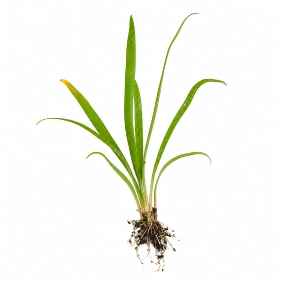Canton Aquatics Crypt Lucens Aquarium Plant, Bare Root, Green, 5-8 in, 1 Count