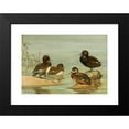 thumbnail image 2 of Allan Brooks 14x11 Black Modern Framed Museum Art Print Titled - Australian White-Eyed Duck, Southern Pochard (1922-1926), 2 of 5