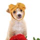 thumbnail image 2 of Adorno para la cabeza de mascota, adorno con lazo, adorno bonito para mascota, sombrero, adorno para la cabeza, 2 of 2