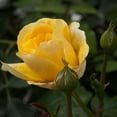 thumbnail image 4 of Own-Root One Gallon Happy Go Lucky™ Grandiflora Rose by Heirloom Roses, 4 of 4