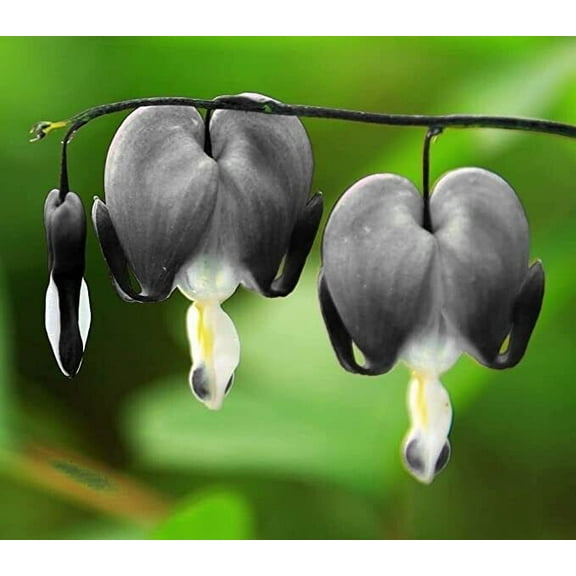 25 Light Gray Bleeding Heart Seeds