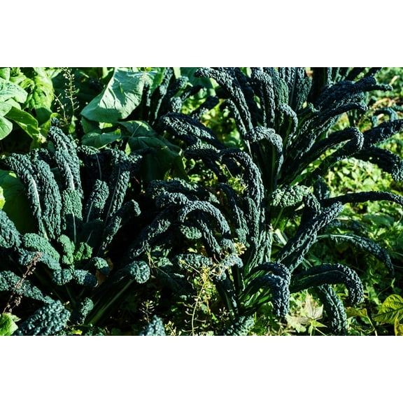 Nero di Tuscana Kale Seeds
