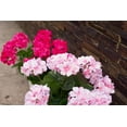thumbnail image 5 of Morttic 2PCS 14'' Artificial Geraniums Silk Flowers Plants Home Outdoor Decor Garden Window Box, 5 of 5
