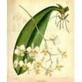 thumbnail image 2 of Curtis, William 26x31 Gold Ornate Wood Framed with Double Matting Museum Art Print Titled - Orchid, Phalaenopsis Stuartiana, 2 of 4