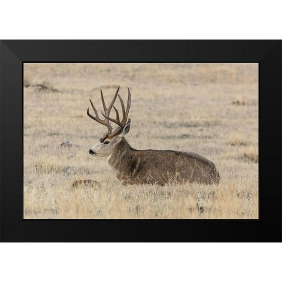 Frank, Jacob W. 14x11 Black Modern Framed Museum Art Print Titled - Mule Deer Buck, Yellowstone National Park