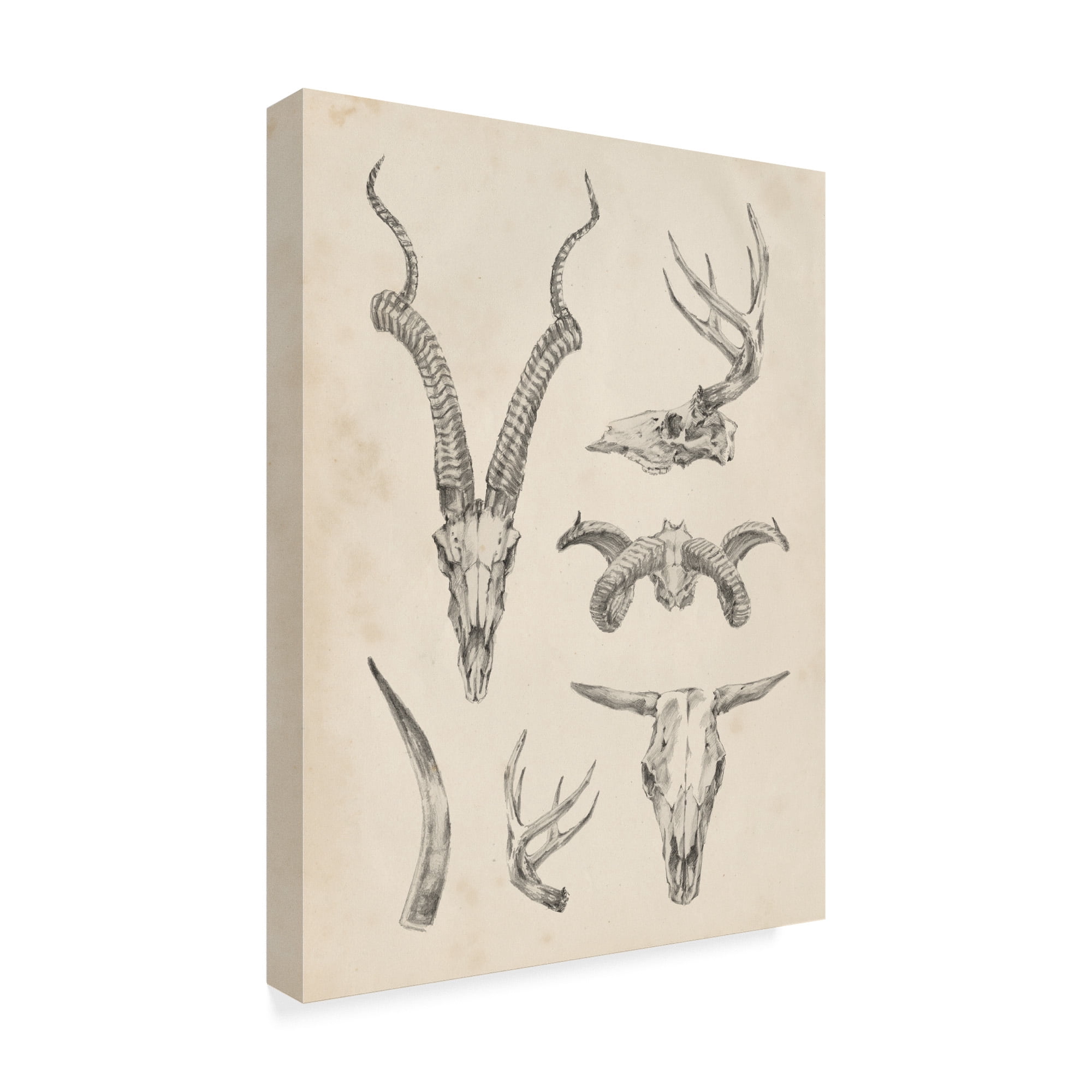 Trademark Fine Art 'Skull And Antler Study I' Canvas Art by Ethan Harper