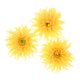 thumbnail image 1 of Pinza de Cabellero BLESIY Flores de Playa Accesorios Cabello Boho Amarillo, 1 of 7