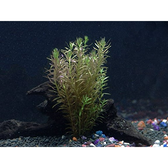 Rotala Indica Red Bunch - Beginner Tropical Live Aquarium Plant Live Aquarium Plants