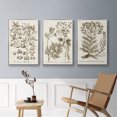 thumbnail image 5 of Sepia Botanical Journal I - Framed Premium Gallery Wrapped Canvas L Frame 3 Piece Set - Ready to Hang, 5 of 9