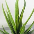 thumbnail image 7 of Limei Artificial Potted Plants Bathroom Home Office Decor Mini Fake Greenery Faux Topiary Shrubs Plants for Desk Decoration-#1, 7 of 7