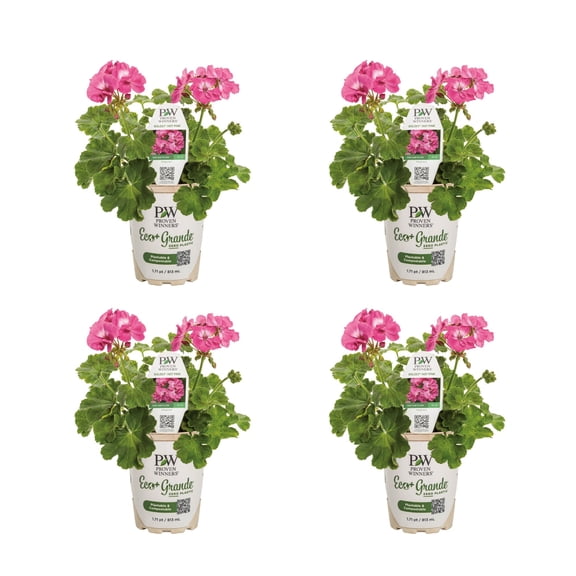 Proven Winners 4" Boldly Hot Pink Geranium Live Plant in 4.25" Pot (4 Count)