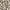 Leopard Light Birch, variant on Time and Tru Women's and Women’s Plus Sleeveless Midi Dress, Sizes XS-4X