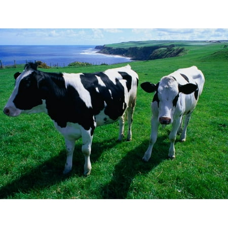 Cattle in Coastal Paddock Near Whitby, North York Moors National Park, England Print Wall Art By Grant