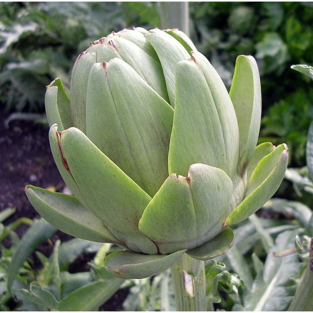 globe artichoke plants for sale