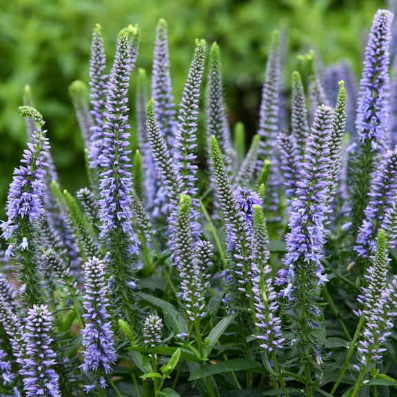 Proven Winners 6" Purple Magic Show 'Ever After' Spike Speedwell Live Plant in 7.5" Pot