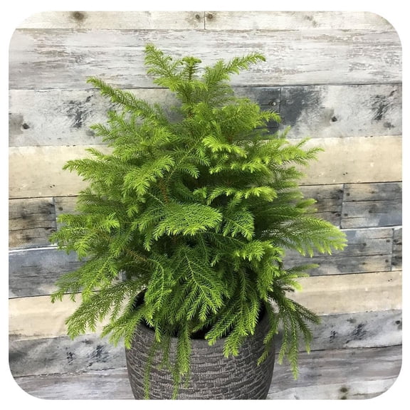 Norfolk Island Pine–Araucaria heterophylla–Indoor Friendly Evergreen  6" Pot