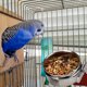 thumbnail image 5 of Wdftyju Jaula colgante, plato para pájaros, caja de comida de acero inoxidable, cuenco para loros antirrotación Wdftyju 5nh5dn0dk3qm2lu6D04, 5 of 8