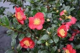 Camellia Sasanqua Yuletide I 1 Extra Large 3 Gallon Plant I Red Flowering Bright Red Winter Blooms, Live Plant for Indoor & Outdoor Gardens