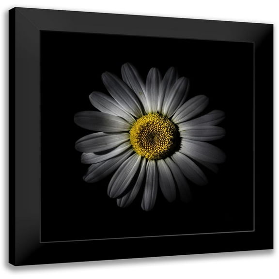 Carson, Brian 12x12 Black Modern Framed Museum Art Print Titled - White Daisy IV