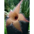 thumbnail image 4 of Stapelia gigantea, Giant Starfish Flower, Rare Huernia, Huge in 6 inch Pot, 4 of 9