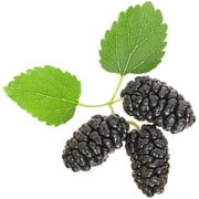 Earthcare Seeds - Mulberry Black 50 Seeds (Morus Nigra) Heirloom - Open Pollinated