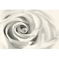 thumbnail image 2 of Deiter, Lori 32x23 White Modern Wood Framed Museum Art Print Titled - Rose II, 2 of 4
