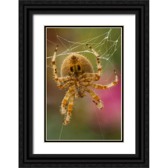 Illg, Cathy and Gordon 23x32 Black Ornate Wood Framed with Double Matting Museum Art Print Titled - Colorado, Jefferson County Orb-weaver spider