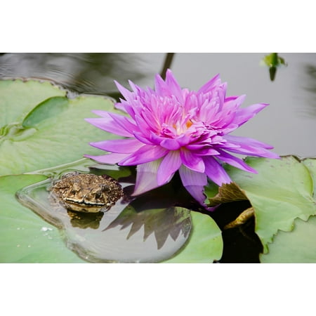 - LAMINATED POSTER Bloom Blossomed Pond Water Lily Purple Blossom Poster Print 24 x 36