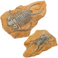 thumbnail image 3 of 2Pcs Snake Reptiles Box Ornaments Creative Reptile Box Decors Diy Terrarium Decors, 3 of 6