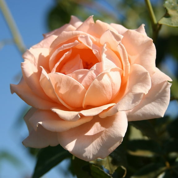 Heirloom Roses Climbing Roses Live Plant - Breath Of Life Climbing Rose Bush