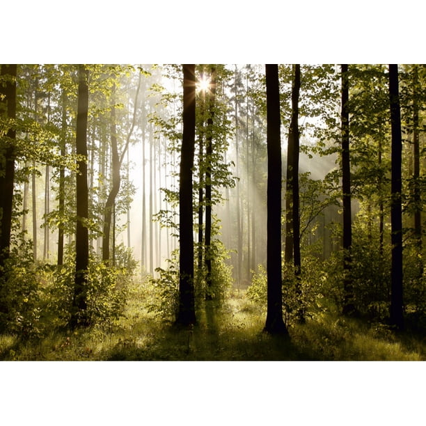 Lever de Soleil - Matin dans la Forêt - Papier Peint Photo Non Tissé Fabriqué en EUROPE pour Salon, Salle Familiale, Chambre à Coucher, 11'10"(h) x 8'10"(v) (360x270 cm)