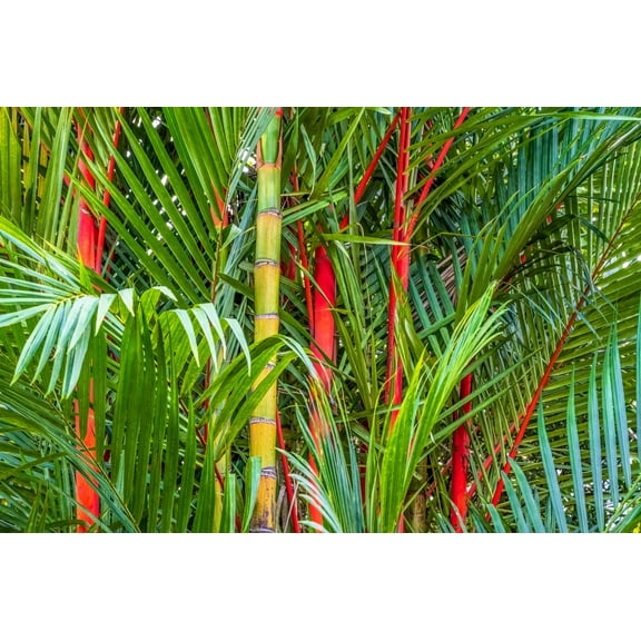 10 Red LIPSTICK PALM Sealing Wax Palm Cyrtostachys Renda Tree Houseplant Seeds