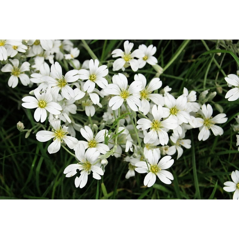  Seed Needs, White Baby's Breath Seeds - 2,000 Heirloom  Wildflower Seeds for Planting Gyposophila elegans - Perfect for Bouquets &  Floral Arrangements (1 Pack) : Patio, Lawn & Garden