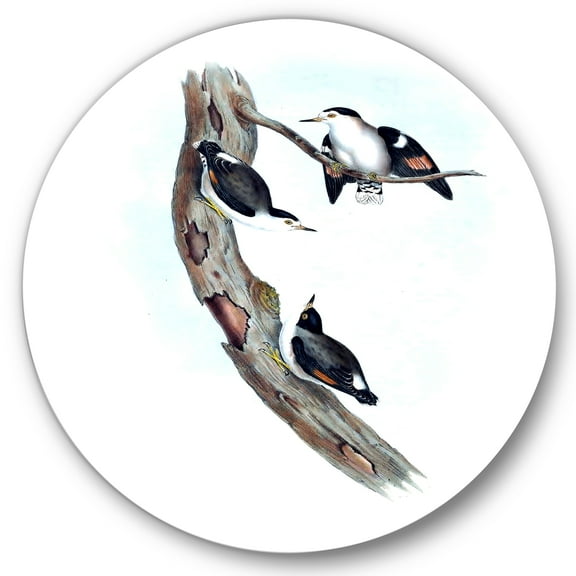 Designart 'Ancient Australian Bird Illustrations I' Traditional Circle Metal Wall Art 36x36 - Disc of 36
