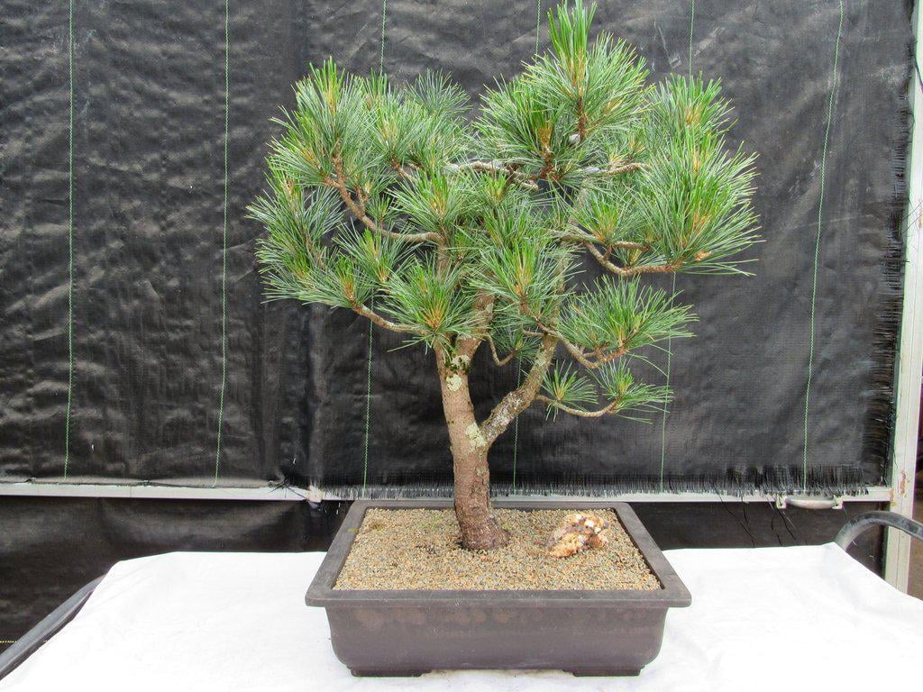 Stone Pine seeds Great for Bonsai Exotic umbrella pine RARE Edible nuts! 