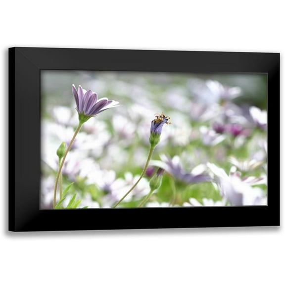 Millet, Karyn 14x11 Black Modern Framed Museum Art Print Titled - Field of Daisies I