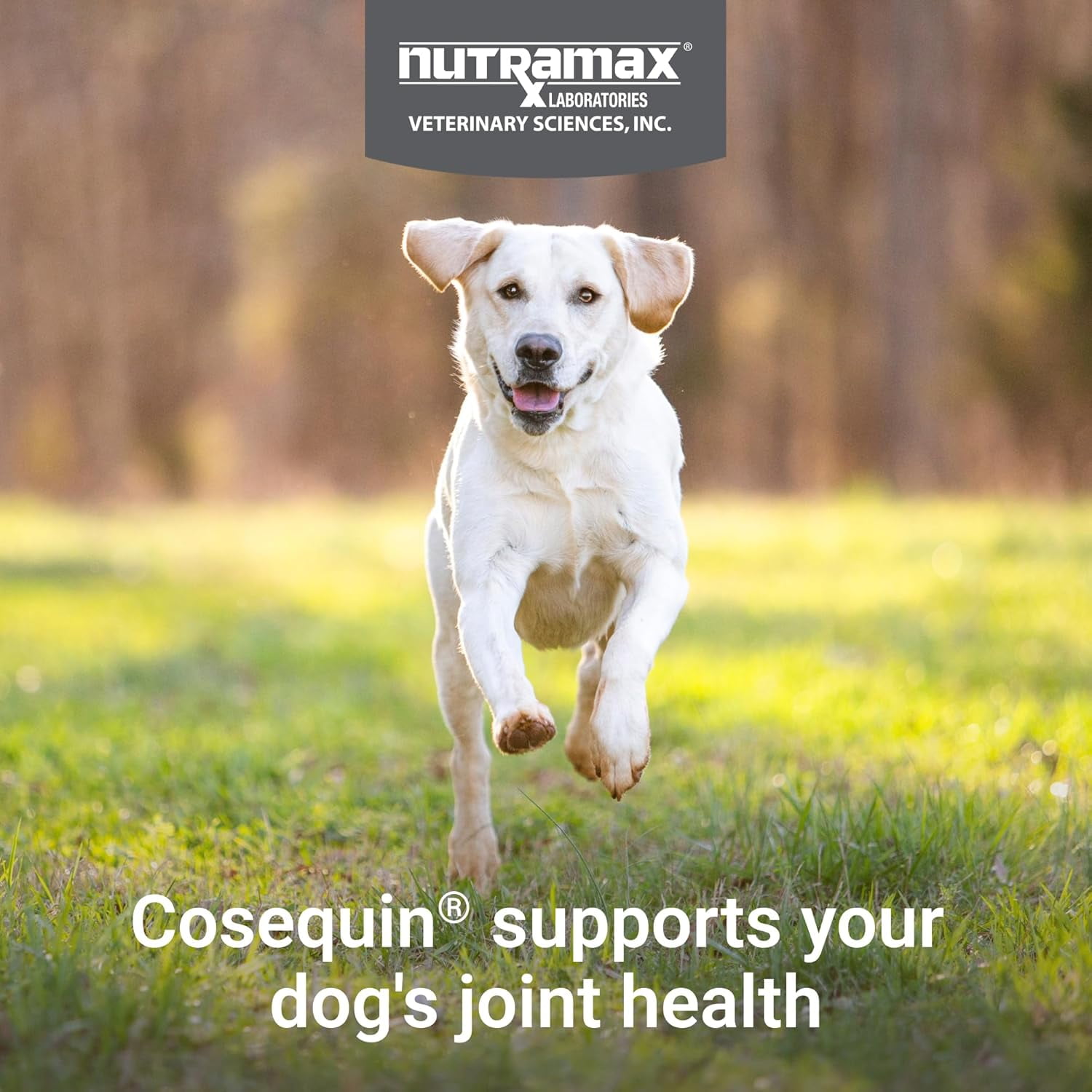 Nutramax Cosequin for Dogs Joint Health Supplement, Contains Glucosamine for Dogs, Plus Chondroitin, MSM and Omega-3s, Joint and Skin and Coat Health, For All Breeds and Sizes, Soft Chews, 60 Ct.