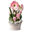 From You Flowers - Blushing Pink Amaryllis Bulb Garden (Fresh Plant)
