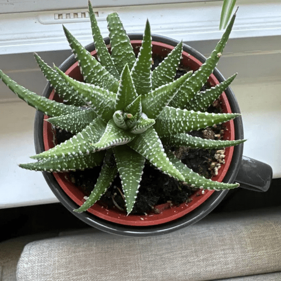 Zebra Plant, Haworthia Fasciata, Small Succulent, Easy care plant in 4" Pot