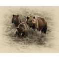 thumbnail image 2 of Brown, Jim 14x12 Gold Ornate Wood Framed with Double Matting Museum Art Print Titled - Grizzly Family, 2 of 4